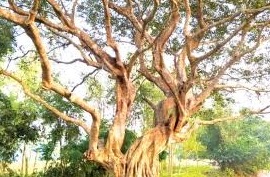 কালের বিবর্তনে বিলুপ্তির পথে গ্রামীণ ঐতিহ্য বটবৃক্ষ