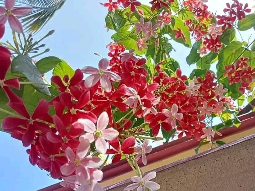 প্রকৃতিতে থোকায় থোকায় রঙিন মাধবীলতার শুভ্রতা