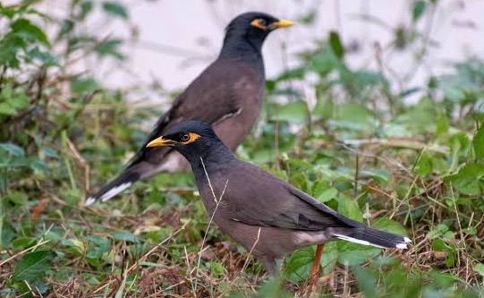 ক্রমেই হারিয়ে যাচ্ছে গ্রাম বাংলার পরিচিত পাখি শালিক