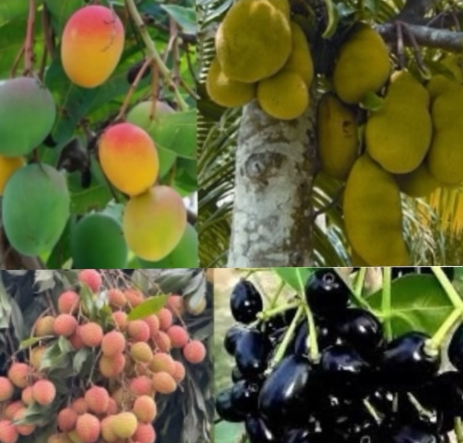 প্রকৃতি জুড়ে রাজত্ব ‘মধুমাস’ জ্যৈষ্ঠের