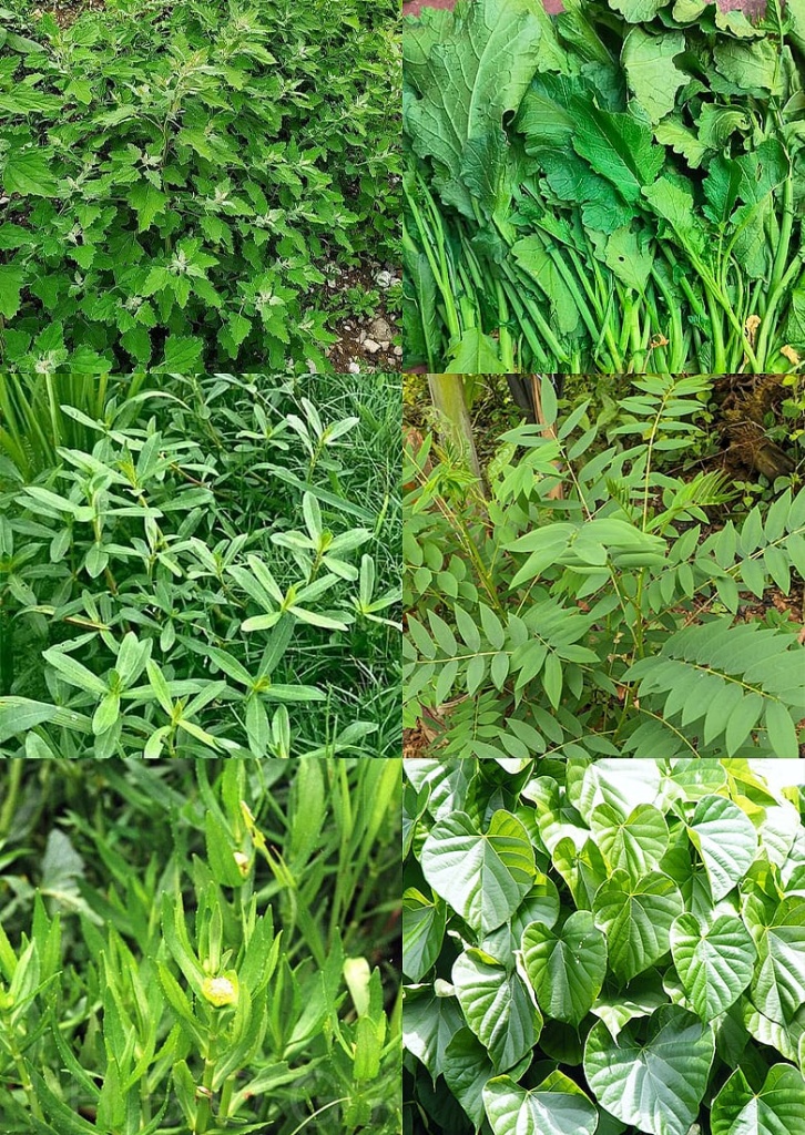 ভূত চতুর্দশীর ১৪ শাক: ঐতিহ্যের সঙ্গে জড়িয়ে আছে ভেষজ গুণের গল্প