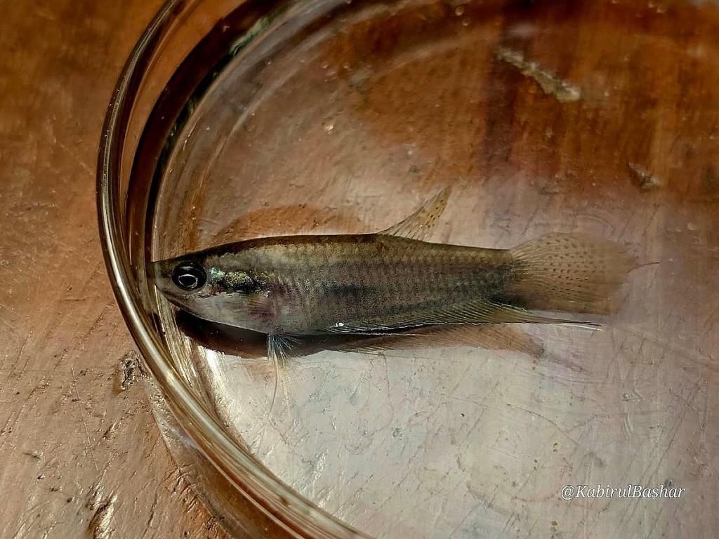 ডেঙ্গু রোধে দেশি মাছের নতুন কৌশল