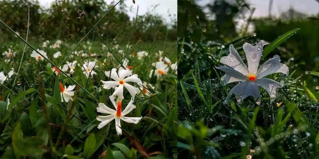 শরতের ভোরে শিশিরভেজা ঘাসে শিউলির আল্পনা